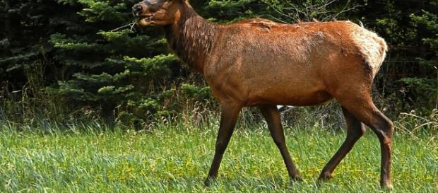 Vivre et laisser vivre... Une démarche qui ne couterait rien à l'animal humain. Vivre et laisser vivre... Une démarche qui ne couterait rien à l'animal humain.