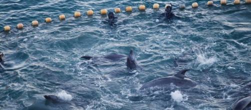 Dolphins are visibly distressed while held captive in The Cove. Credit Sea Shepherd