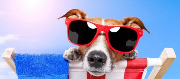 Cuidados com o seu animalzinho no verão Cuidados com o seu animalzinho no verão