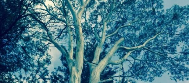 Un árbol, una vida con ramas y hojas. Un árbol, una vida con ramas y hojas.