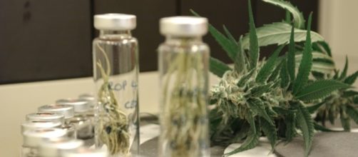 Cannabis, da gennaio disponibile nelle farmacie