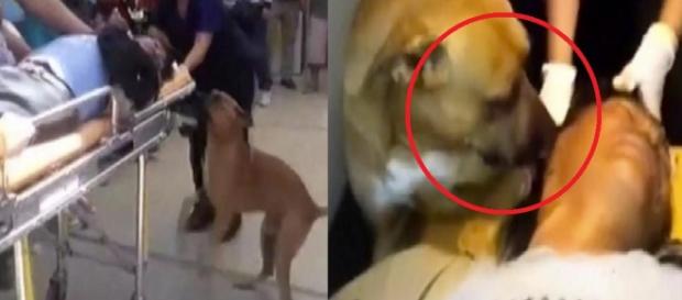 Cães invadem uma ambulância - Imagem/Youtube Cães invadem uma ambulância - Imagem/Youtube