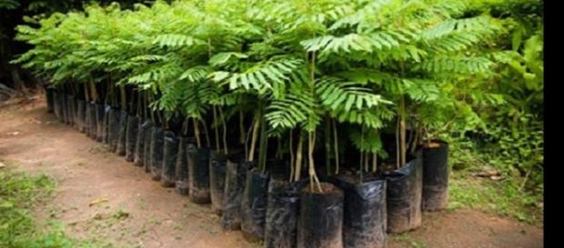 Imagens da carborinha atualmente a planta é muito encontrada no sul e sudeste do Brasil. Imagens da carborinha atualmente a planta é muito encontrada no sul e sudeste do Brasil.