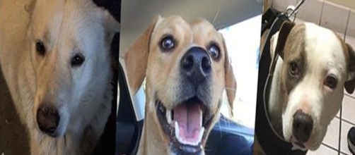 Cani abusati in California, salvati dai volontari