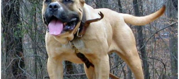 Cão cruzado de terrier foi espancado até a morte Cão cruzado de terrier foi espancado até a morte