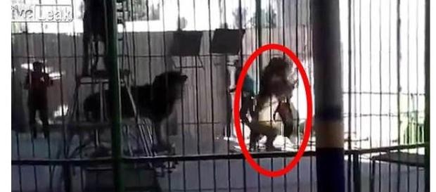 Vídeo mostra o momento em que o leão ataca o domador Vídeo mostra o momento em que o leão ataca o domador