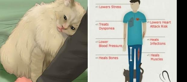 De acordo com pesquisas o ronronar dos gatos faz bem para a saúde De acordo com pesquisas o ronronar dos gatos faz bem para a saúde