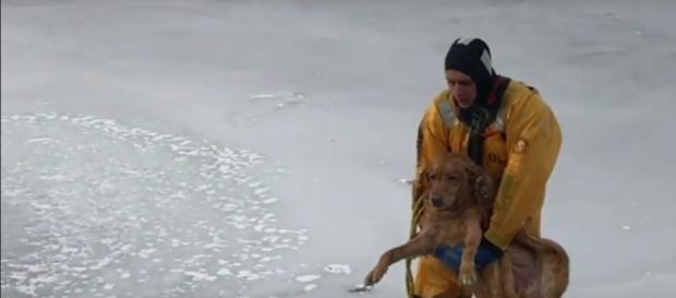 Cachorro sendo retirado de lago congelado Cachorro sendo retirado de lago congelado