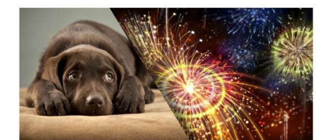 Virada de ano é uma das épocas mais difíceis para os cães, pois eles morrem de medo dos fogos de artifício Virada de ano é uma das épocas mais difíceis para os cães, pois eles morrem de medo dos fogos de artifício