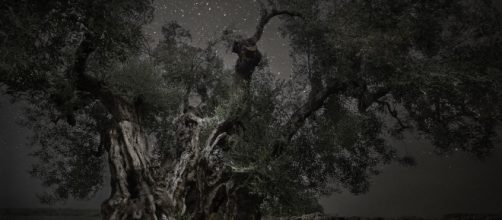 Beth Moon, Monoceros, 2013, stampa al platino palladio, 81x120 cm, tratta dalla serie Diamond Nights © PH Neutro, Pietrasanta