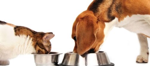 L'alimentazione di cani e gatti: i miti da sfatare. Ecco come ... - ilpiacenza.it