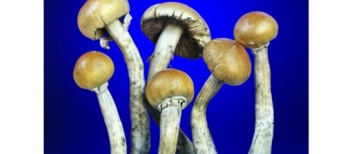 L'azione psichedelica dei funghi allevia l'ansia e la depressione - focus.it