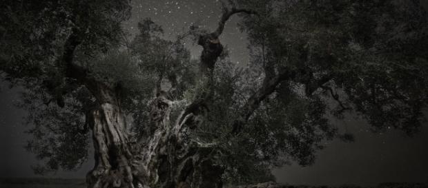 Beth Moon, Monoceros, 2013, stampa al platino palladio, 81x120 cm, tratta dalla serie Diamond Nights © PH Neutro, Pietrasanta Beth Moon, Monoceros, 2013, stampa al platino palladio, 81x120 cm, tratta dalla serie Diamond Nights © PH Neutro, Pietrasanta