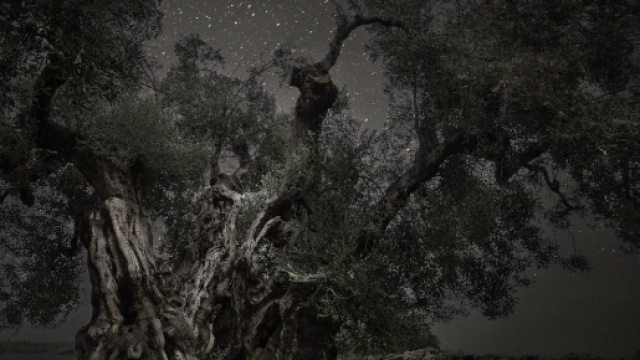 Beth Moon, Monoceros, 2013, stampa al platino palladio, 81x120 cm, tratta dalla serie Diamond Nights &copy; PH Neutro, Pietrasanta