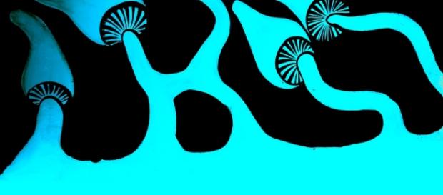 Les champignons hallucinogènes | Fil santé jeunes Les champignons hallucinogènes | Fil santé jeunes