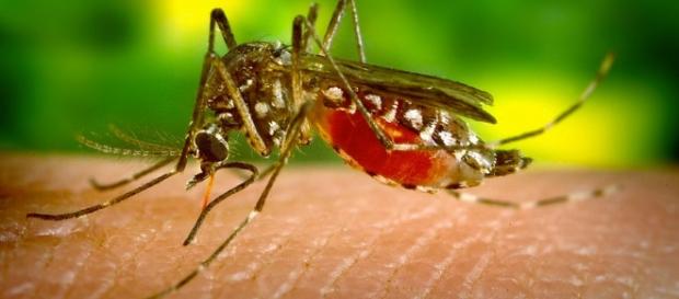 Zika Vírus: Sintomas e Prevenção no Ache Artigos - com.br Zika Vírus: Sintomas e Prevenção no Ache Artigos - com.br