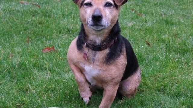 Cibo per cani contaminato da batterio killer