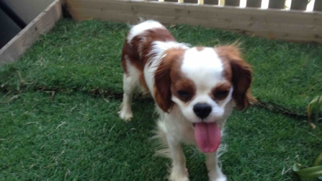 UK: cibo per cani con salmonella.