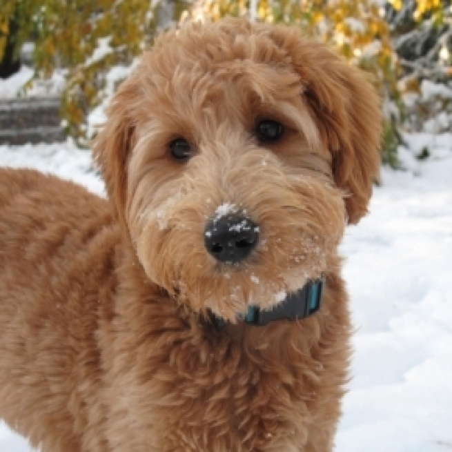 Will the Goldendoodle named Patton be Barron's First Dog at the White House? Photo: Blasting News Library - pinterest.com