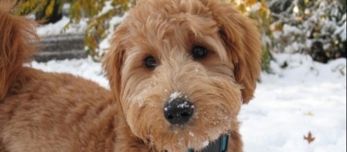 Will the Goldendoodle named Patton be Barron's First Dog at the White House? Photo: Blasting News Library - pinterest.com