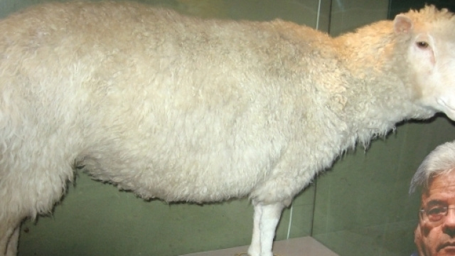La famosa pecora Dolly e il premier in pectore Paolo Gentiloni