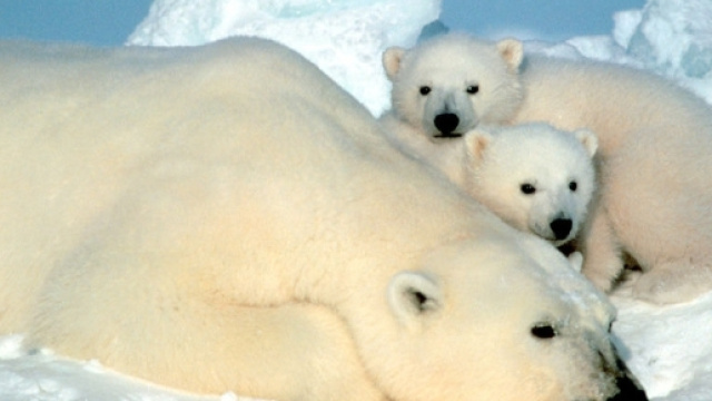 Orso polare &laquo; Grandi Animali - big-animals.com