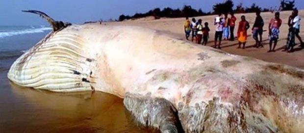 El animal marino más grande encontrado nunca. El animal marino más grande encontrado nunca.