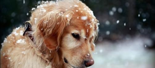 Come proteggere il cane dal freddo invernale - petformance.eu
