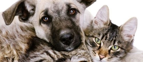 L'importanza di cani e gatti nella vita dell'uomo: lo dice anche la ricerca.