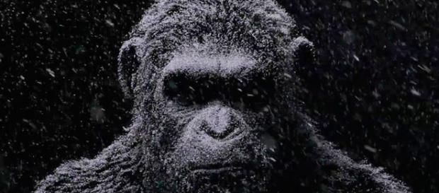 Andy Serkis retorna como César, o líder dos macacos inteligentes (divulgação) Andy Serkis retorna como César, o líder dos macacos inteligentes (divulgação)