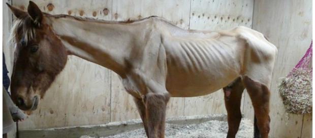 Cavalo demasiado magro chocou as pessoas Cavalo demasiado magro chocou as pessoas