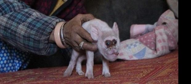Imagem de porco com a cara de macaco Imagem de porco com a cara de macaco