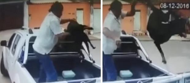 Na imagem o momento em que o homem joga o animal através do portão da instituição. Na imagem o momento em que o homem joga o animal através do portão da instituição.