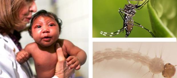 ”Aedes aegypti” - ţânţarul modificat genetic ”Aedes aegypti” - ţânţarul modificat genetic