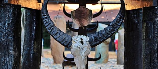 Hunting trophy. Image courtesy of Pixabay Hunting trophy. Image courtesy of Pixabay