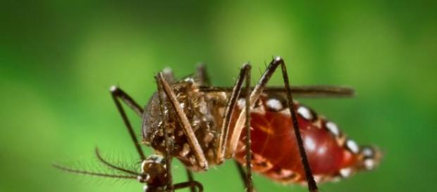 Mosquito é o vetor principal da doença Mosquito é o vetor principal da doença
