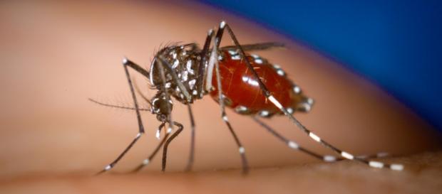 Zika: mesma categoria de preocupação que o Ebola. Zika: mesma categoria de preocupação que o Ebola.