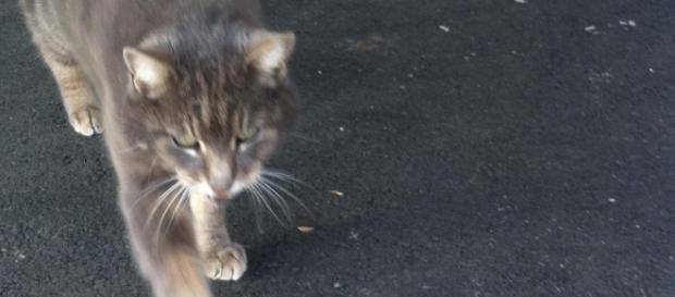 Der Katze scheint es egal zu sein. Quelle: my Der Katze scheint es egal zu sein. Quelle: my