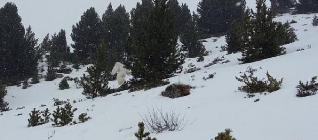 Imágenes del supuesto Yeti en Formigal Imágenes del supuesto Yeti en Formigal