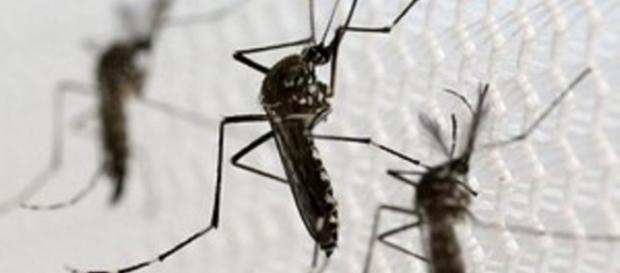 Mosquito é responsavel pela transmissão do Zika Mosquito é responsavel pela transmissão do Zika