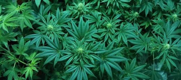 Medical Cannabis for Migraine/Pixabay Medical Cannabis for Migraine/Pixabay