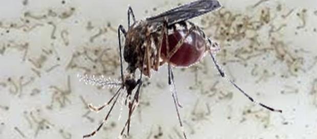 O aedes aegypti deixa suas larvas em água parada. O aedes aegypti deixa suas larvas em água parada.