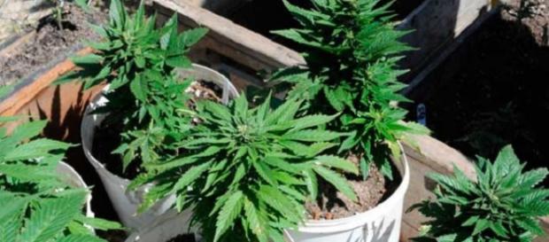 foto de unas plantas de marihuana foto de unas plantas de marihuana
