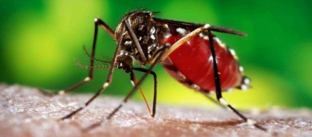 Mosquito Aedes aegypti, transmissor do vírus Zika. Mosquito Aedes aegypti, transmissor do vírus Zika.
