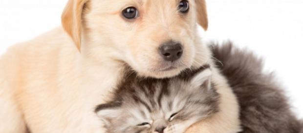 Perros o gatos, ¿cuál de ellos te quiere más? Perros o gatos, ¿cuál de ellos te quiere más?