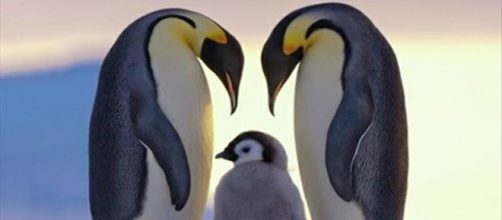 Famiglia di pinguini nel loro habitat