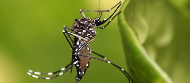 Aedes Aegypt. Foto: Muhammad Mahdi Karim Aedes Aegypt. Foto: Muhammad Mahdi Karim
