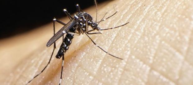 El causante de la porpagación del Zika El causante de la porpagación del Zika