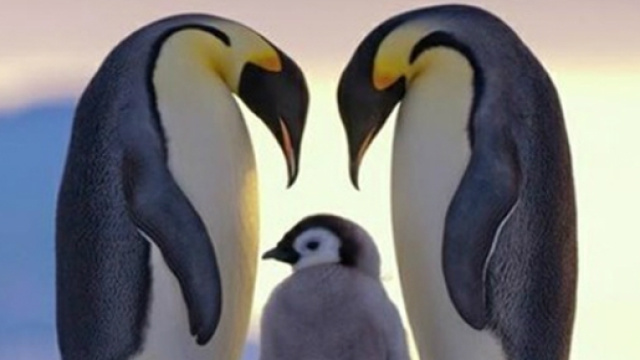 Famiglia di pinguini nel loro habitat