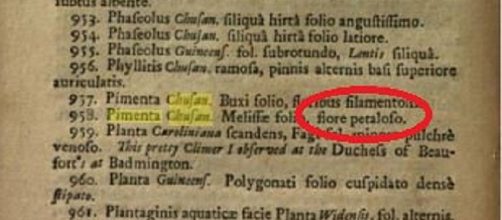 'Petaloso' in un testo di botanica del 1693